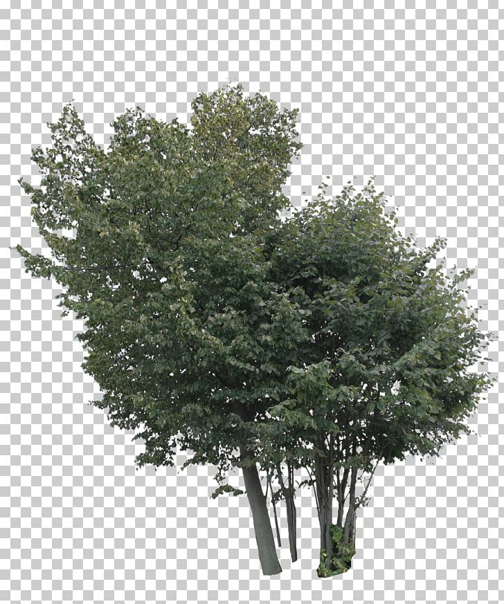 Tree Lindens Shrub Maple PNG, Clipart, Branch, Evergreen, Leaf, Lindens, Maple Free PNG Download