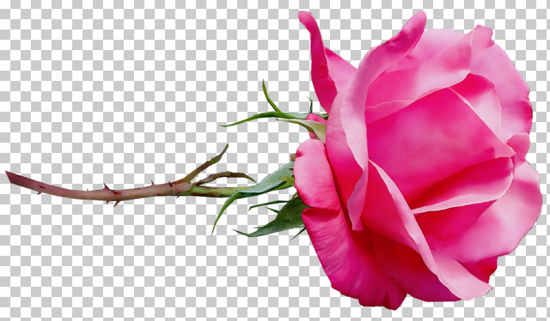 Garden Roses PNG, Clipart, Bud, Cabbage Rose, Cut Flowers, Floral Design, Floribunda Free PNG Download