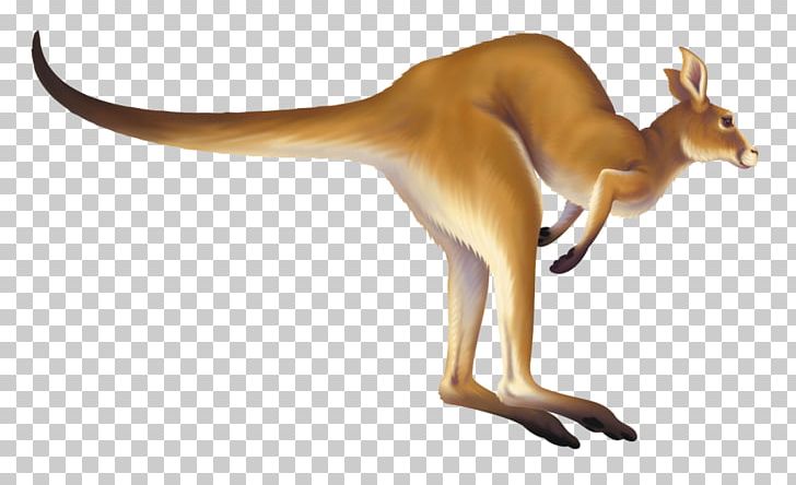 Kangaroo Macropodidae Animation PNG, Clipart, Animals, Animation, Art, Cartoon, Drawing Free PNG Download