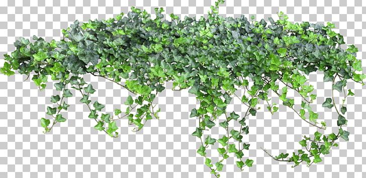 Vine Animation PNG, Clipart, Animation, Bushes, Clip Art, Herb, Ivy Free PNG Download