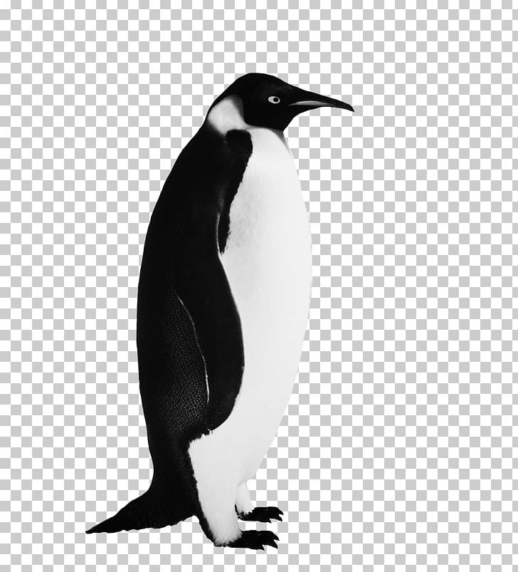 Emperor Penguin Bird PNG, Clipart, Animals, Beak, Bird, Black And White, Drawing Free PNG Download
