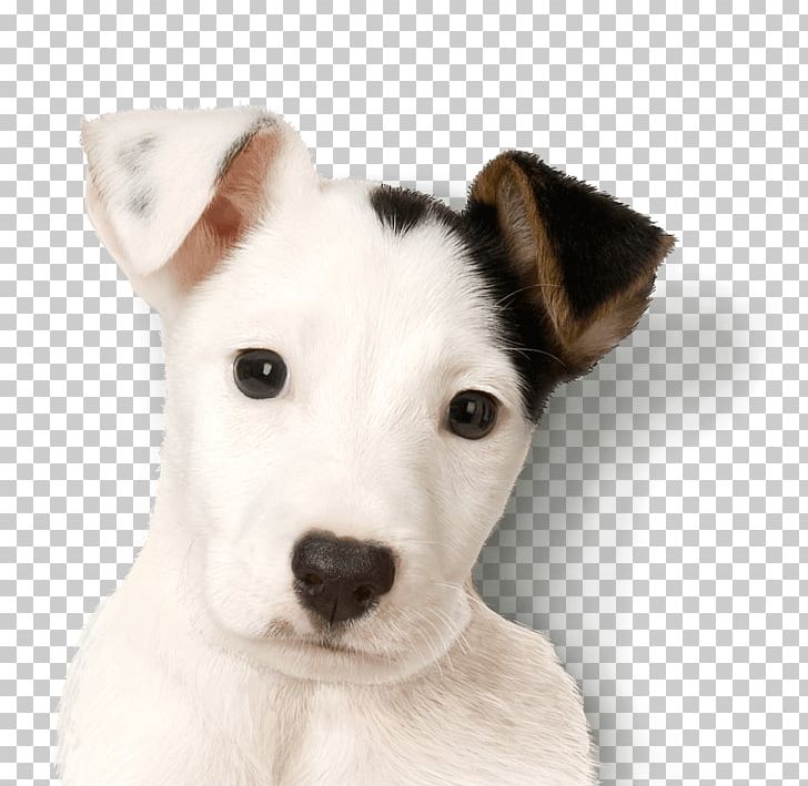 Jack Russell Terrier Parson Russell Terrier Miniature Fox Terrier Puppy PNG, Clipart, Animal, Animals, Canidae, Carnivoran, Companion Dog Free PNG Download