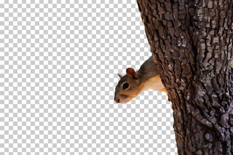 Fox Squirrel Chipmunks Squirrels 02021 PNG, Clipart, Chipmunks, Fox Squirrel, Paint, Squirrels, Watercolor Free PNG Download