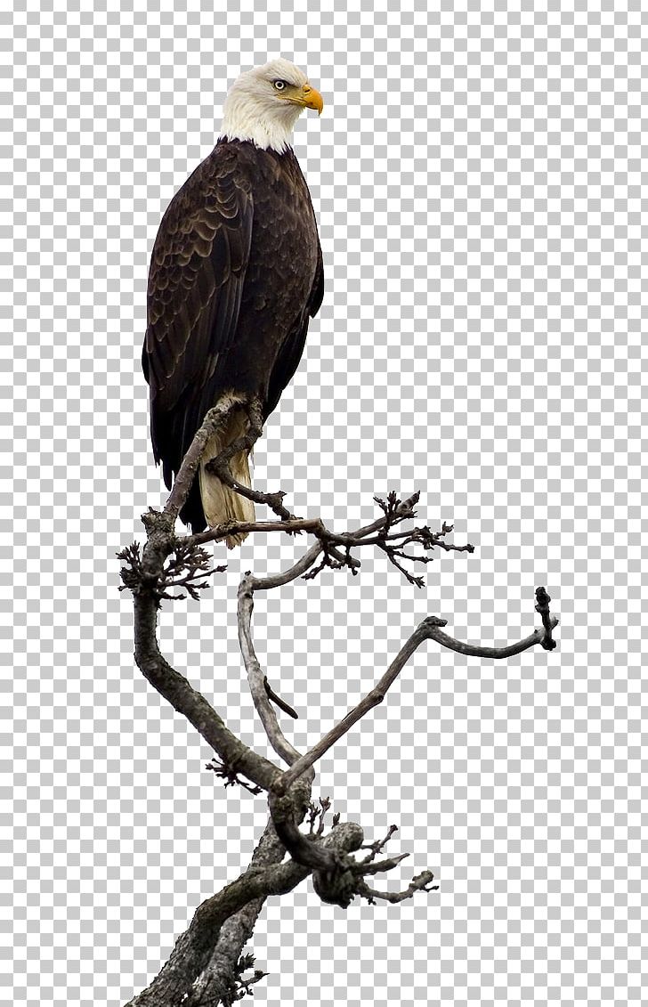 Bald Eagle Stock Photography PNG, Clipart, Animal, Animals, Background Black, Beak, Bird Free PNG Download