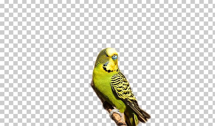 Budgerigar Australia Parrot Bird Parakeet PNG, Clipart, Australia Flag, Australia Kangaroo, Australia Map, Australia Vector, Beak Free PNG Download