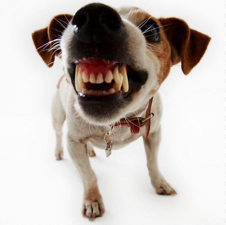 Dog Bite Puppy Biting Pet PNG, Clipart, Animals, Biting, Companion Dog, Dog, Dog Behavior Free PNG Download