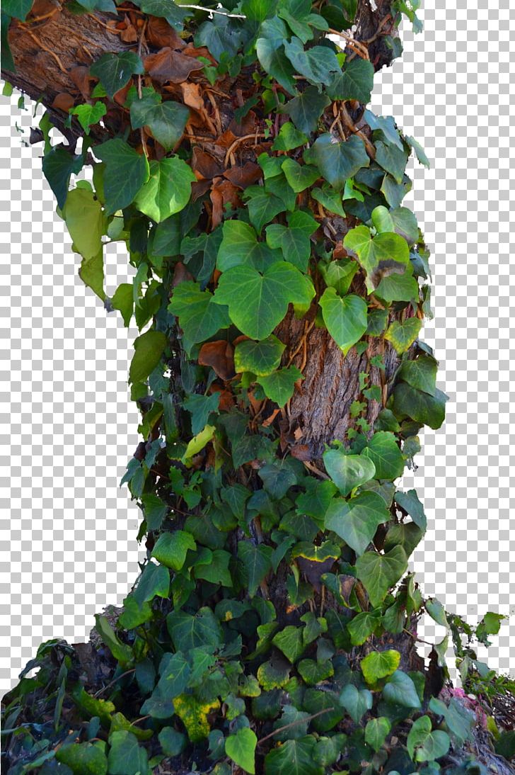 Tree Parthenocissus Tricuspidata Vine PNG, Clipart, Animals, Climb, Climbing, Climbing Tiger, Deviantart Free PNG Download