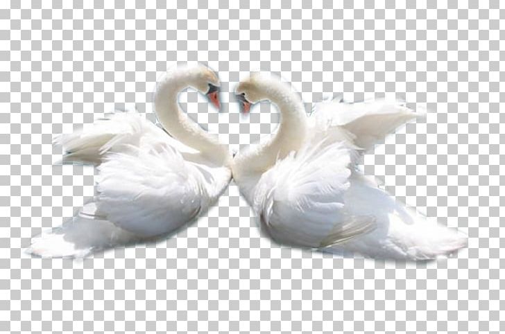 Cygnini Goose PNG, Clipart, Animaatio, Animals, Bird, Cygnini, Day Of Russian Family And Love Free PNG Download