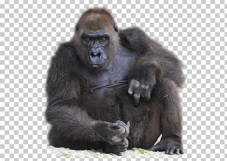 800-pound Gorilla Ape Orangutan Monkey PNG, Clipart, 800pound Gorilla, Advertising, Animals, Ape, Fur Free PNG Download