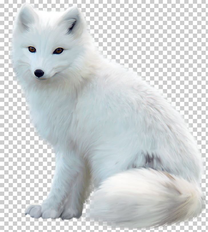 Arctic Fox Maltese Dog Jack Russell Terrier Red Fox PNG, Clipart, Alaskan Tundra Wolf, Animals, Arctic, Arctic Wolf, Canidae Free PNG Download