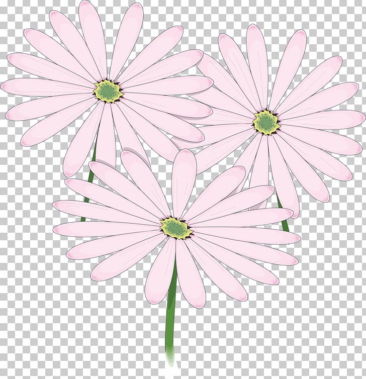 Common Daisy Floral Design Chrysanthemum Flower Oxeye Daisy PNG, Clipart, Centimeter, Chrysanthemum, Chrysanths, Common Daisy, Cut Flowers Free PNG Download