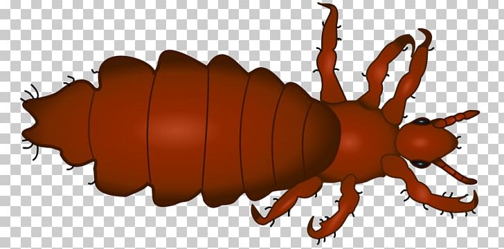 Head Louse Body Louse Infestation PNG, Clipart, Arthropod, Beetle, Body Louse, Crab Louse, Head Free PNG Download