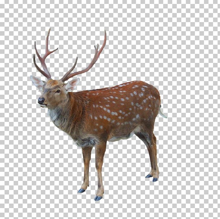 Reindeer Red Deer Elk White-tailed Deer PNG, Clipart, Animal, Animals, Antler, Christmas Deer, Deer Free PNG Download