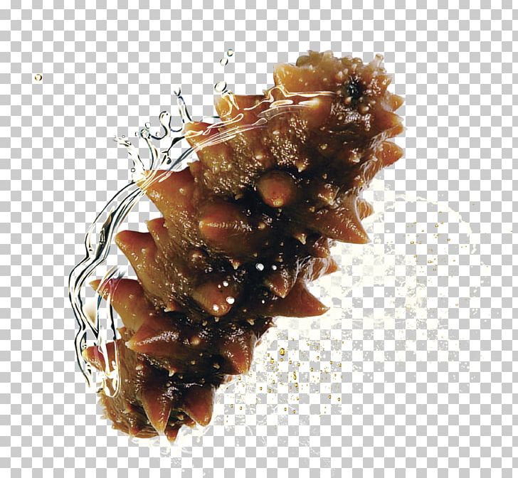 Sea Cucumber Seafood PNG, Clipart, Cucumber, Cucumber Slices, Download, Graphic Design, Information Free PNG Download