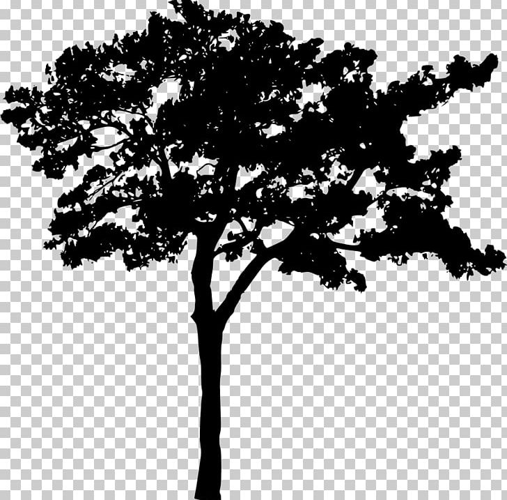 Branch Silhouette PNG, Clipart, Animals, Black And White, Branch, Christmas Tree, Desktop Wallpaper Free PNG Download