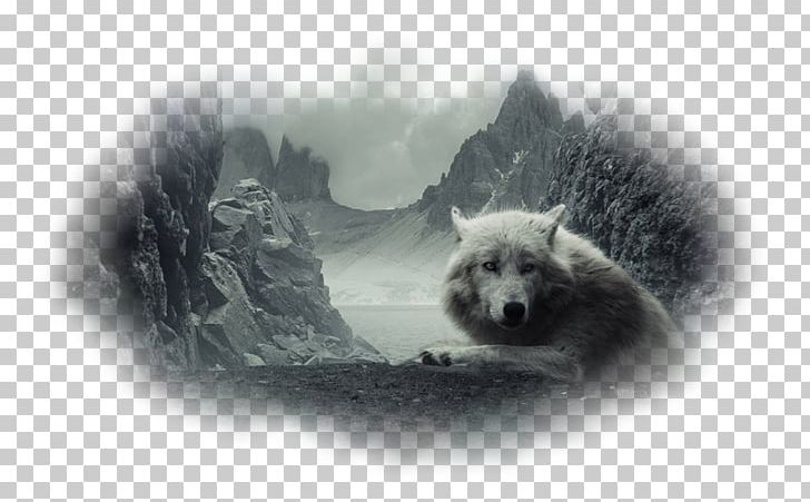 Desktop Wolf S High-definition Television 1080p High-definition Video PNG, Clipart, 4k Resolution, 1080p, Arctic Wolf, Black And White, Computer Free PNG Download