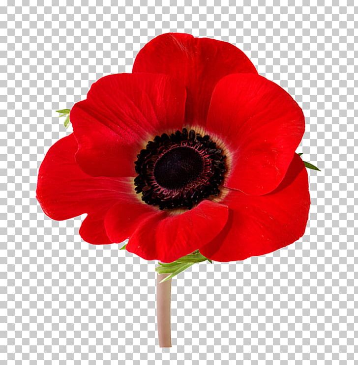 In Flanders Fields Remembrance Poppy Armistice Day Lest We Forget PNG, Clipart, Anemone, Anzac Day, Common Poppy, Cut Flowers, Flower Free PNG Download
