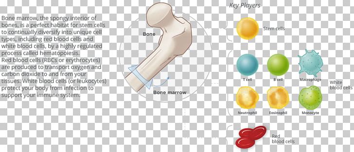Technology Brand PNG, Clipart, Bone Marrow, Brand, Diagram, Line, Organism Free PNG Download