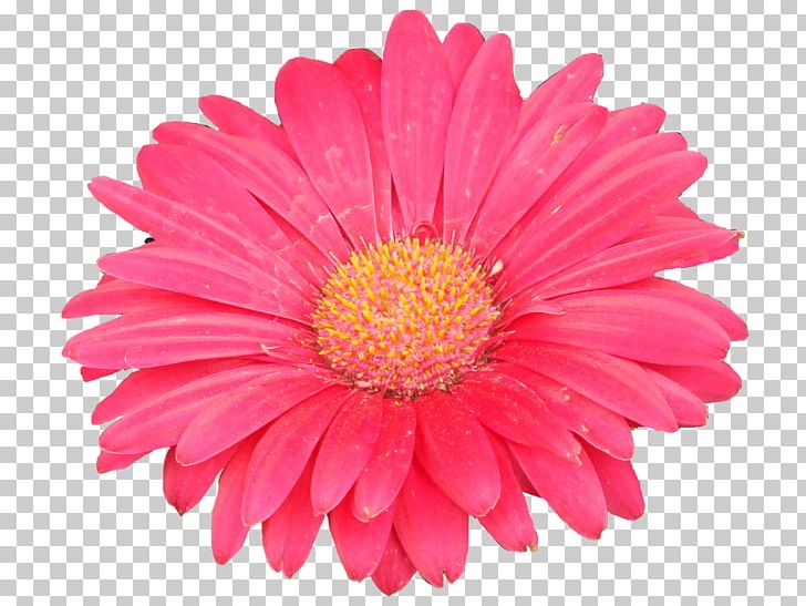Transvaal Daisy Common Daisy Flower Plant Symbolism Stock Photography PNG, Clipart, Annual Plant, Chrysanths, Color, Common Daisy, Cut Flowers Free PNG Download
