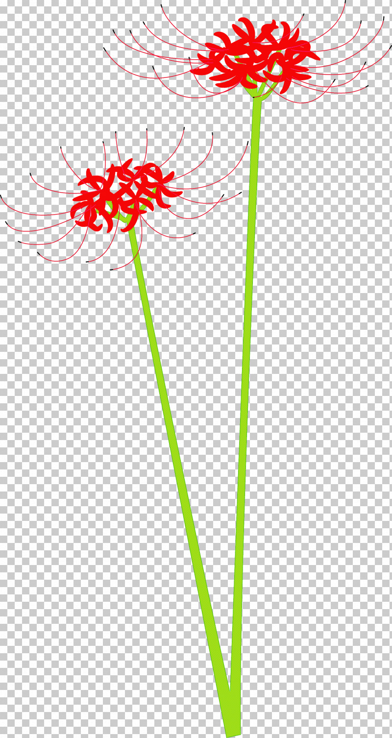 Hurricane Lily Flower PNG, Clipart, Barberton Daisy, Cut Flowers, Flower, Gerbera, Hurricane Lily Free PNG Download