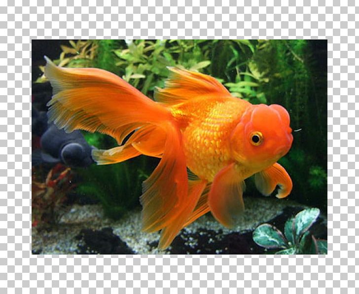 Red Cap Oranda Veiltail Common Goldfish Ryukin PNG, Clipart, Animals, Aquarium, Aquatic Plant, Bony Fish, Breed Free PNG Download