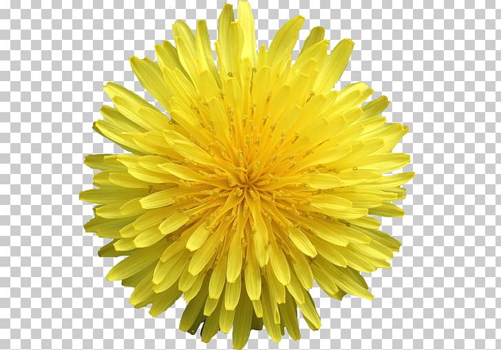 Dandelion Photography Chrysanthemum Cut Flowers PNG, Clipart, Chrysanthemum, Chrysanths, Cut Flowers, Daisy Family, Dandelion Free PNG Download