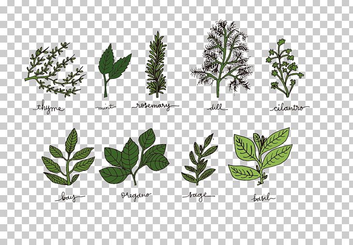 Herb Spice Basil PNG, Clipart, Encapsulated Postscript, English, Flower, Food, Grass Free PNG Download