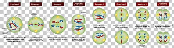 Meiosis Chromosome Cell Division Mitosis PNG, Clipart, Anaphase, Brand, Cell, Cell Division, Chromosome Free PNG Download