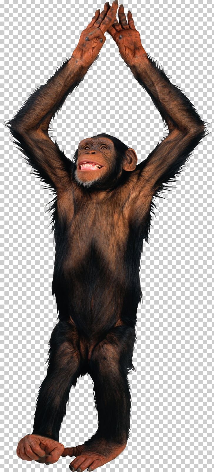PicMonkey PNG, Clipart, Animals, Chimpanzee, Common Chimpanzee, Computer Icons, Download Free PNG Download