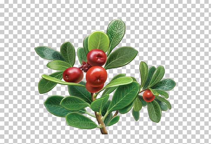 Bearberry Herbal Tea Organic Food Grape PNG, Clipart, Aquifoliaceae, Arctostaphylos, Arctostaphylos Uva Ursi, Bearberry, Berry Free PNG Download