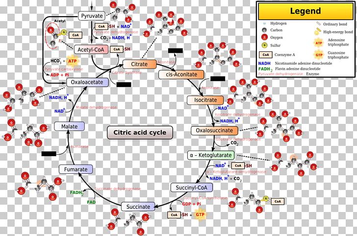 Citric Acid Cycle Acetyl-CoA Coenzyme A Biochemistry PNG, Clipart, Acetylcoa, Acetyl Group, Acid, Adenosine Triphosphate, Area Free PNG Download