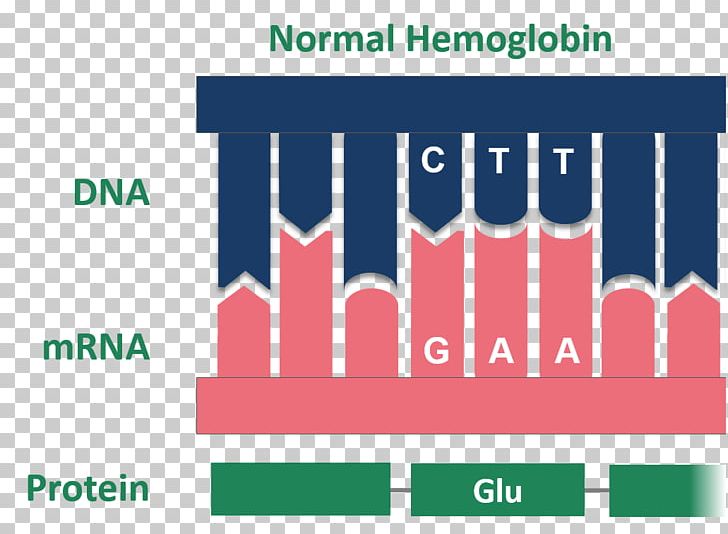 Hemoglobin Sickle Cell Disease Messenger RNA Amino Acid PNG, Clipart, Acid, Amino Acid, Biology, Brand, Deoxyribonucleotide Free PNG Download