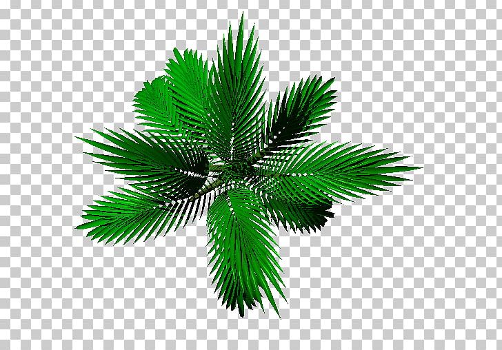Date Palm Leaf Plant Stem Arecaceae PNG, Clipart, Arecaceae, Arecales, Date Palm, Food Drinks, Leaf Free PNG Download