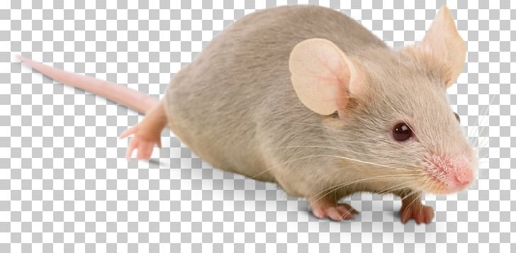 Fancy Mouse Rodent Ragdoll Brown Rat PNG, Clipart, American Shorthair, Animals, Black Rat, Brown Rat, Cat Free PNG Download