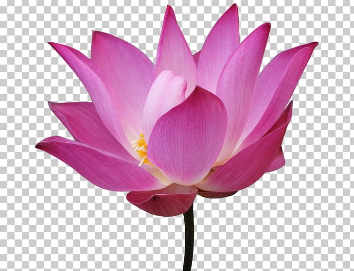 Nelumbo Nucifera Flower Nymphaea Lotus PNG, Clipart, Aquatic Plant, Aquatic Plants, Cicek, Cicek Resimleri, Cut Flowers Free PNG Download