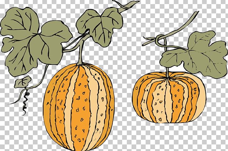 Pumpkin Gourd Melon PNG, Clipart, Calabaza, Canary Melon, Cantaloup, Flowering Plant, Food Free PNG Download