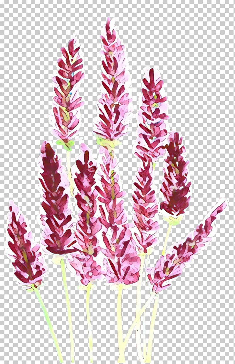 Plant Flower Grass Family Grass Purple Loosestrife PNG, Clipart, Amaranth Family, Elymus Repens, Flower, Grass, Grass Family Free PNG Download