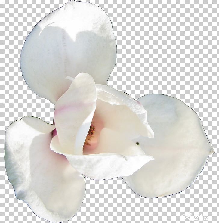 Flower Dots Per Inch PNG, Clipart, Cut Flowers, Desktop Wallpaper, Dots Per Inch, Download, Flower Free PNG Download