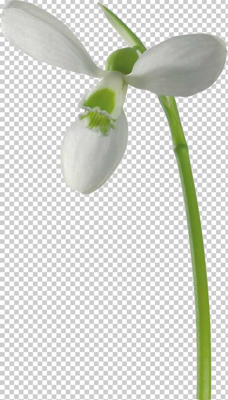Galanthus Nivalis Flower Raster Graphics PNG, Clipart, Alpha Mapping, Flower, Flowering Plant, Flowerpot, Galanthus Free PNG Download