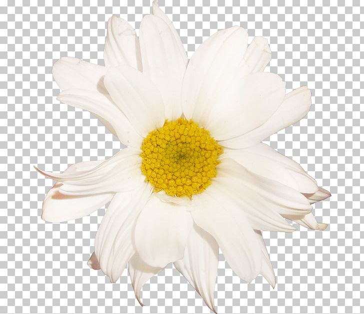 Oxeye Daisy German Chamomile Transparency And Translucency PNG, Clipart, Camomile, Cartoon, Chamaemelum Nobile, Chrysanthemum, Chrysanths Free PNG Download