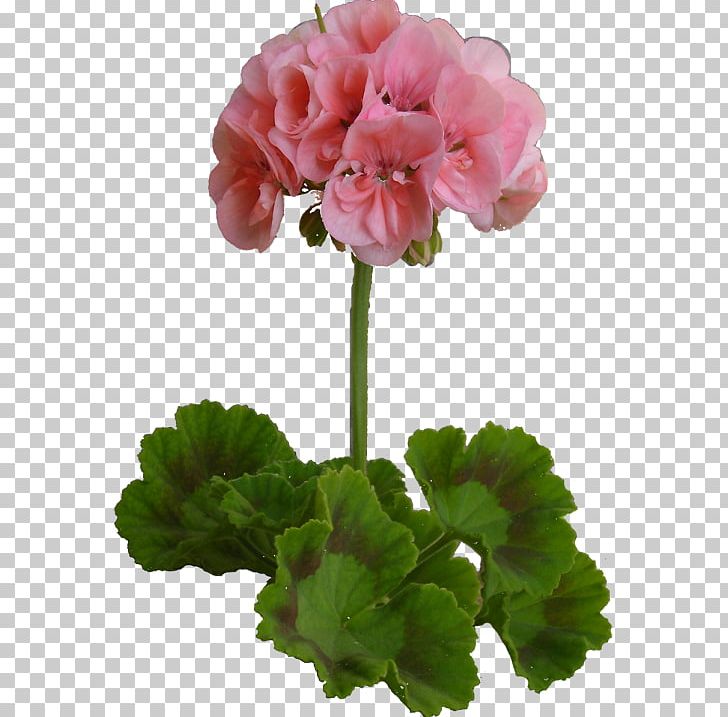 RGB Color Model PNG, Clipart, Annual Plant, Cicek, Color, Computer Software, Flower Free PNG Download