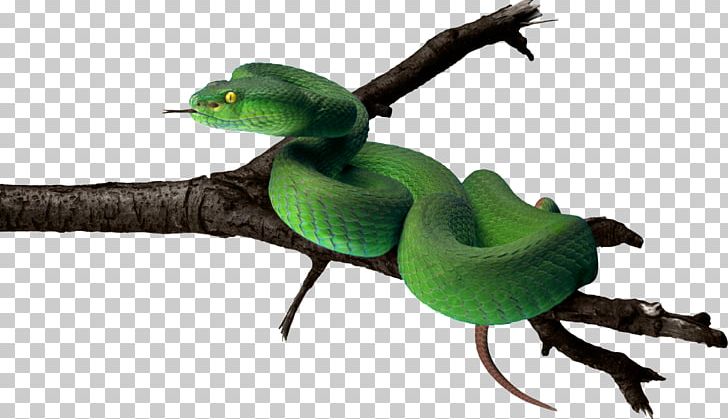 Snakes Smooth Green Snake Portable Network Graphics LA Culebra Verde PNG, Clipart, Amphibian, Beak, Bird, Brown Tree Snake, Computer Icons Free PNG Download