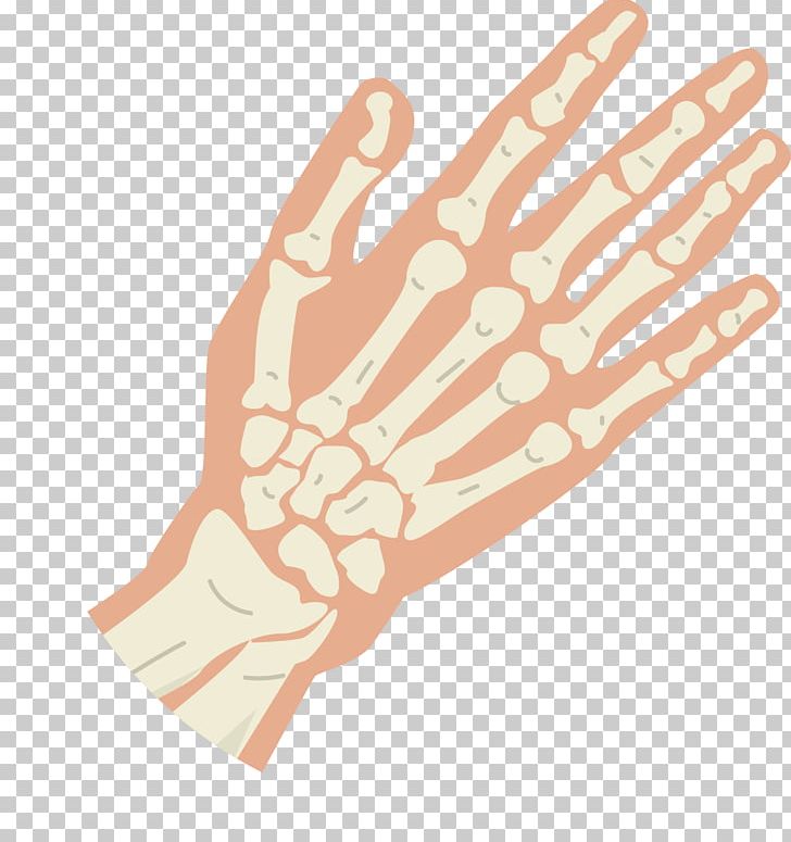 Thumb Bone Hand Knuckle PNG, Clipart, Arm, Digit, Euclidean Vector, Fantasy, Finger Free PNG Download