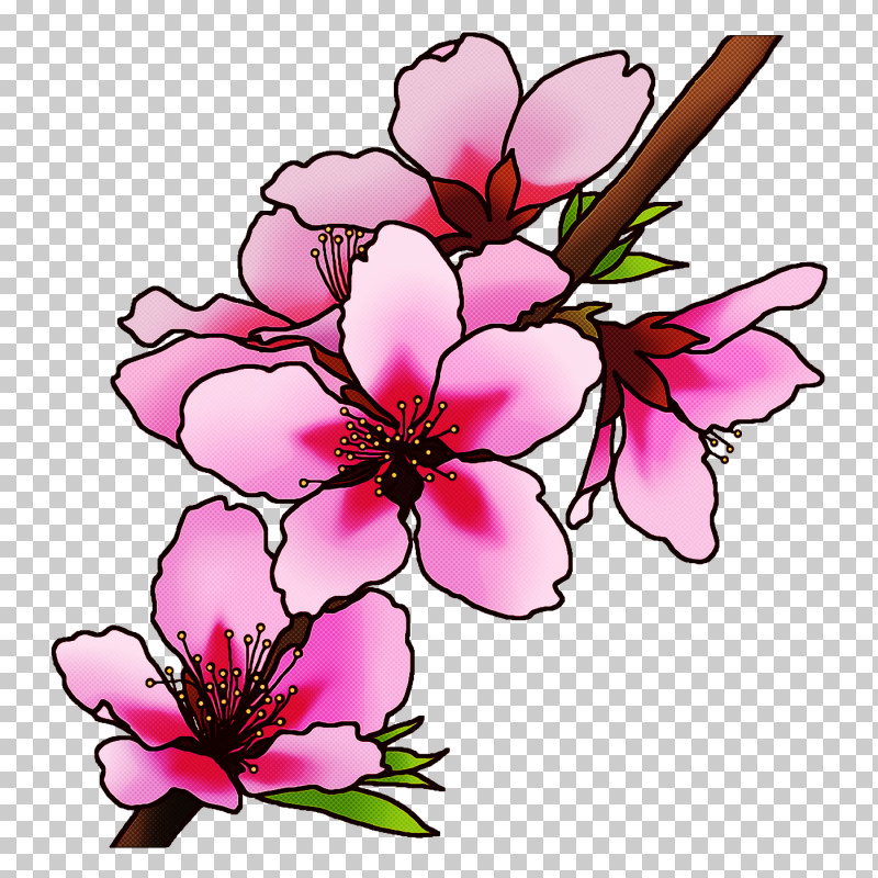 Cherry Blossom PNG, Clipart, Blossom, Cartoon, Cherry Blossom, Drawing, Floral Design Free PNG Download
