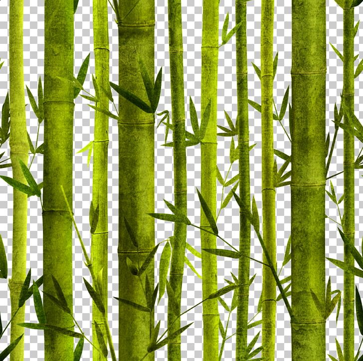 Bamboo Bambusa Oldhamii Poster Graphic Design PNG, Clipart, Advertising, Bamboo, Bamboo Forest, Bambusa, Branch Free PNG Download