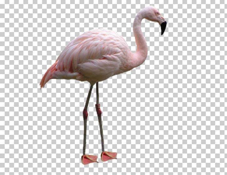 Flamingo Bird File Formats PNG, Clipart, Animals, Beak, Cartoon, Download, Encapsulated Postscript Free PNG Download