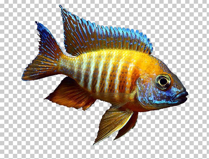 Tilapia Jewel Cichlid Aquariums Fairy Cichlid PNG, Clipart, Aquarium, Aquariums, Cichlid, Coral Reef Fish, Fauna Free PNG Download