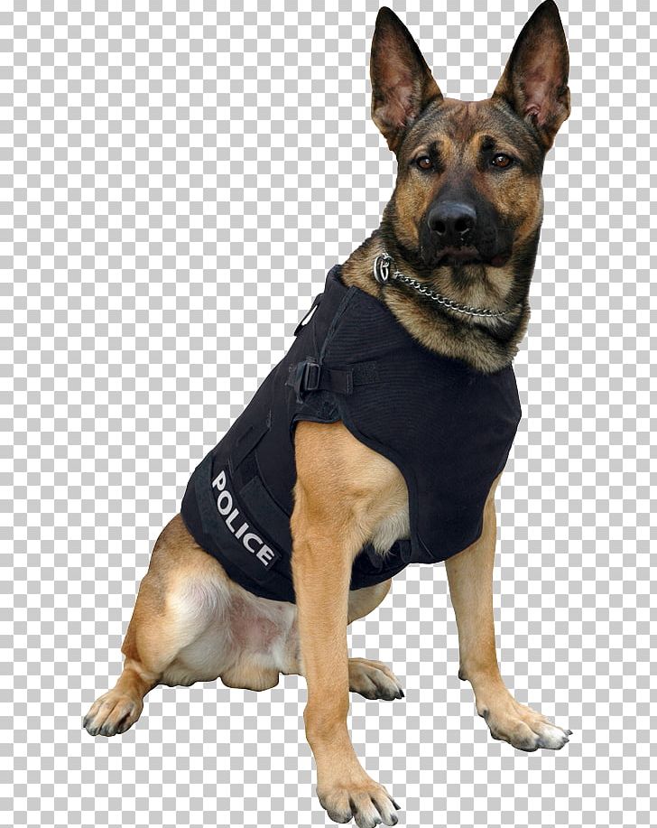 German Shepherd Police Dog Bullet Proof Vests Gilets PNG, Clipart, Assistance Dog, Bulletproofing, Carnivoran, Dog, Dog Breed Free PNG Download