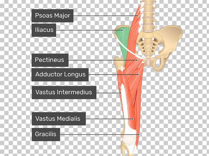 Pectineus Muscle Anatomy Iliopsoas Adductor Longus Muscle PNG, Clipart, Adductor Longus Muscle, Adductor Magnus Muscle, Anatomy, Angle, Arm Free PNG Download