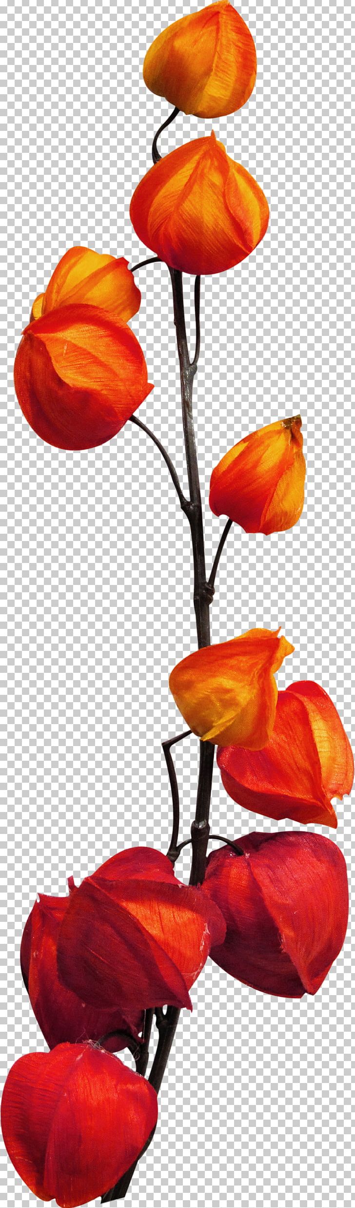 Physalis Fruit Bilberry Vegetable PNG, Clipart, Autumn, Berry, Capsicum Annuum, Cut Flowers, Drawing Free PNG Download